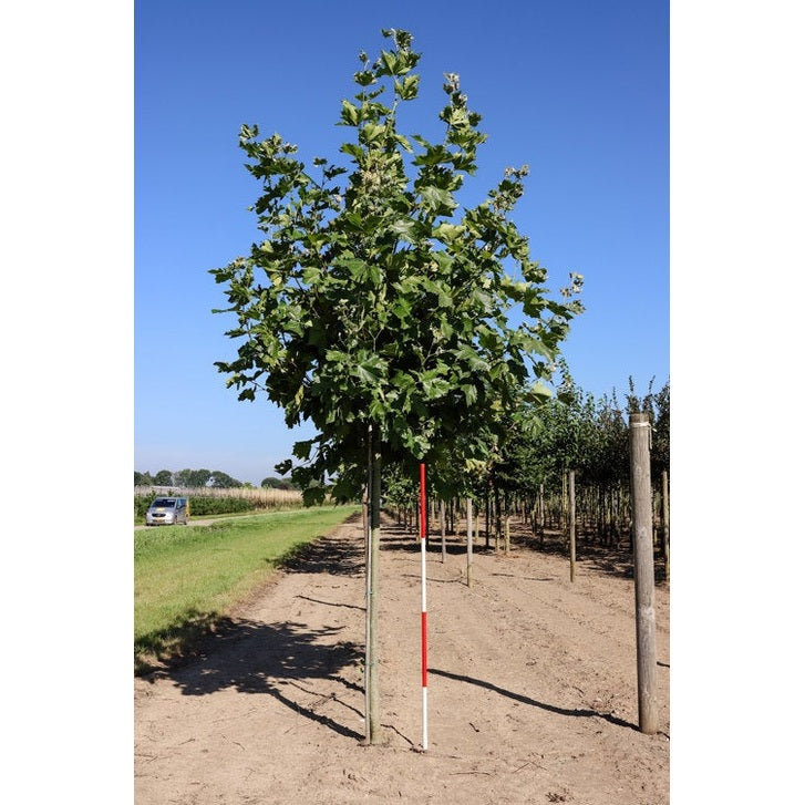 Platan - Platanus hispanica - Stammens omkrets 20-25 cm, höjd 4-4,5 meter, HS,